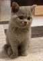 Британски Късокосмести котенца, снимка 3