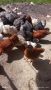 Пилета , снимка 1 - Кокошки и пуйки - 45760669