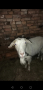 продавам коза , снимка 1 - Кози - 44966593