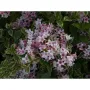 Вейгела Weigela florida 'Nana Variegata', снимка 2