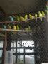Продавам вълнисти папагали, снимка 1 - Папагали - 45367715