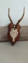 Еленови рога с череп#2, снимка 2