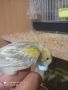 канарчета, снимка 2