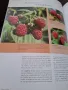 Енциклопедия Fruit and Vegatables, снимка 5