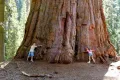 Екзотични нови 15 семена гигантска секвоя мамутово дърво sequoiadendron giganteum декорация в двора, снимка 6