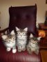 Сибирски горски котенца, снимка 3
