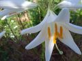 Бял крем -Лилиум, снимка 1 - Градински цветя и растения - 44761540