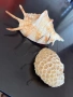 Сувенири морска ръковина, снимка 5