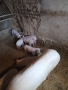 Продавам малки прасета, снимка 2