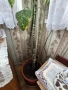Декоративно растение - Дифенбахия, снимка 2