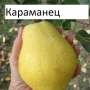 Круши, снимка 6