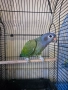 Бебе синеглав амазонек, снимка 3