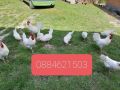 Легхорн и Маран черен мед;свободни яйца,пилета и кокошки кокошките са с записване и капаро., снимка 1