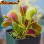 100 семена Венерина мухоловка Dionaea muscipula Семена Мухоловка Бонсай месоядно растение яде насеко, снимка 4