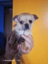 Мини чихуахуа момче., снимка 7
