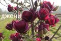 Магнолия - Magnolia НАЛИЧНИ 15 ВИДА Студоустoйчиви, снимка 6