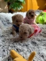 Пудел тойчета , снимка 3