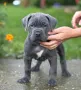 Cane Corso (Кане Корсо) Кучета, снимка 1