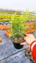 Хвойна Старо Злато, Juniperus Old Gold, снимка 8