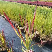 Imperata 'Red Baron', Декоративна трева, снимка 8 - Градински цветя и растения - 37058656