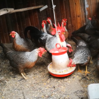 Разплодни яйца , снимка 3 - Кокошки и пуйки - 44958304