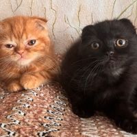 Шотландски клепоухи котета, снимка 1 - Британска късокосместа - 40741695