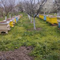 Пчелни семейства, снимка 1 - Други - 45094612