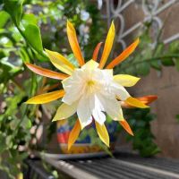 Epiphyllum anguliger , снимка 1 - Стайни растения - 45552429