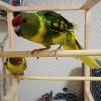 Какарики папагалчета, снимка 4 - Папагали - 45654851
