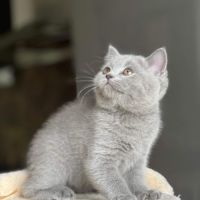 Британски котета, снимка 2 - Британска късокосместа - 45471648