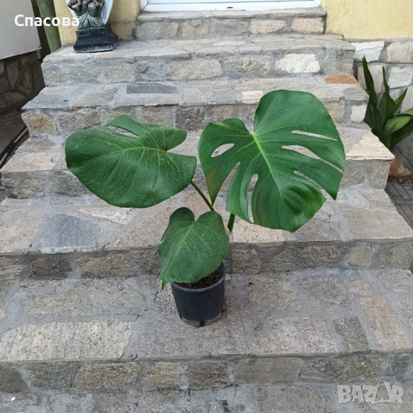 Филодендрон , снимка 1