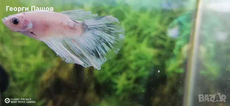 мъжки бети, снимка 1