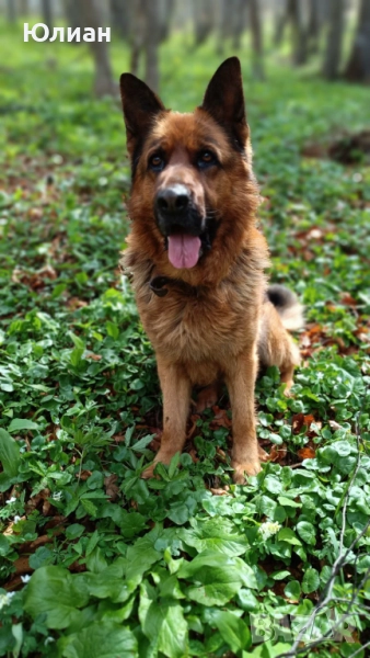 Елитна мъжка немска овчарка, снимка 1