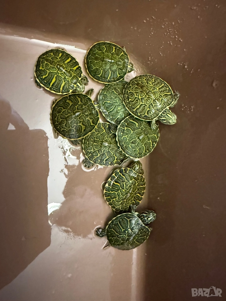 Продавам водни костенурки, снимка 1