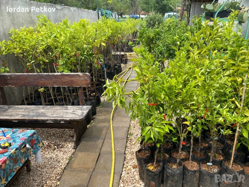 Цитруси Портокал , Мандарина , Лимон, снимка 1