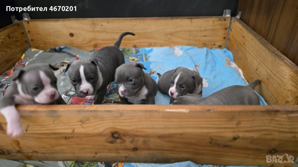 Американско Покет були, снимка 1