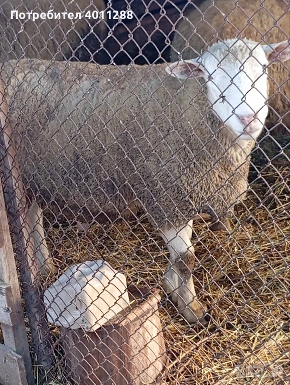 Продавам млад коч, снимка 1