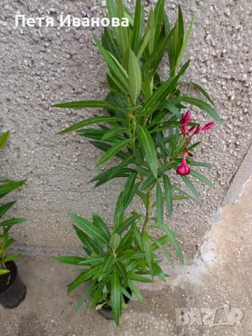 Олеандър червен , снимка 2 - Градински цветя и растения - 50416967