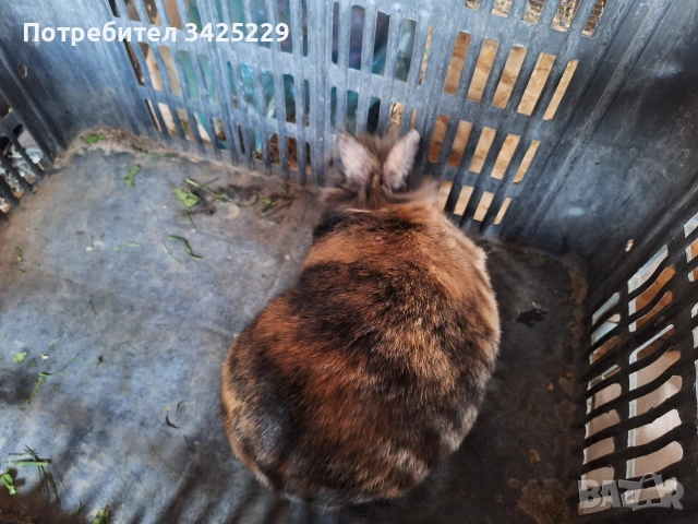 декоративни зайци , снимка 6 - Декоративни зайчета - 54201000