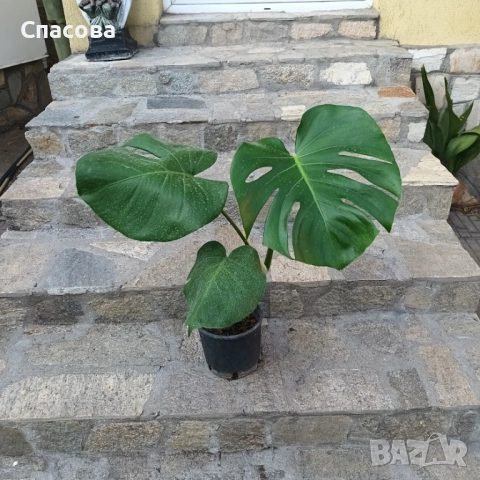 Филодендрон 