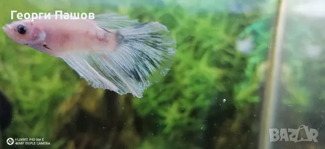 мъжки бети, снимка 1