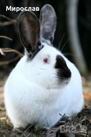 Търся човек да гледа нашите животни, снимка 2 - Надомна работа - 53269117