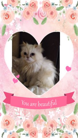 Персийски дългокосместа хималайски колорпойнт сини очи женско и мъжко малки котета разкошни любимци!, снимка 9 - Персийска - 43549487