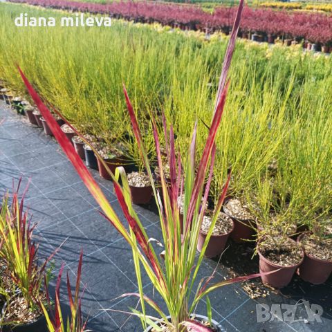 Imperata 'Red Baron', Декоративна трева, снимка 8 - Градински цветя и растения - 37058656