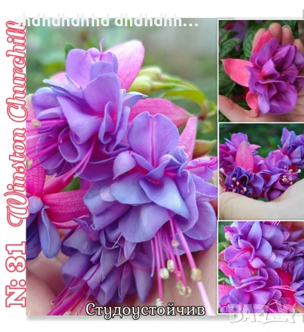 Фуксия за Градината и Балкона 