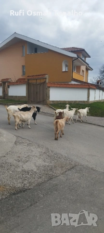 продавам млечни кози