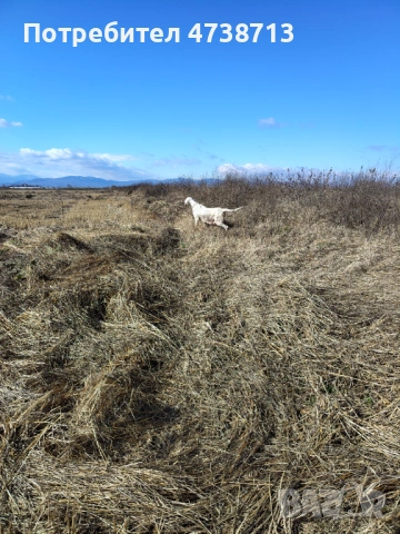 Английски сетер , снимка 12 - Английски сетери - 53565556