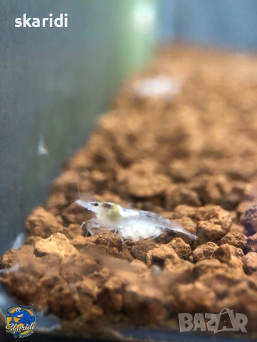 Скариди неокаридини Вайт Перлс, снимка 2 - Рибки - 53884687