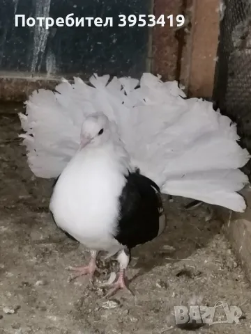 здрави птици, снимка 6 - Гълъби - 49208459