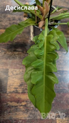 Philodendron "Golden crocodile", снимка 2 - Стайни растения - 46792068